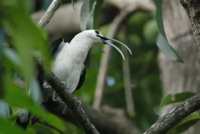 Vanga becco di falce