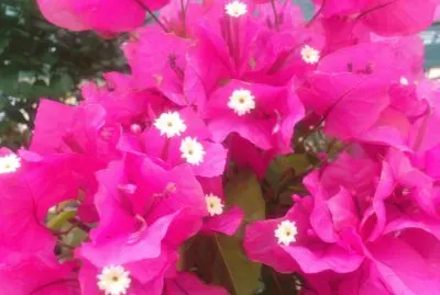 Bougainvillier