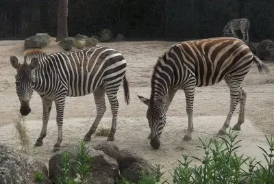 Zebra del capo