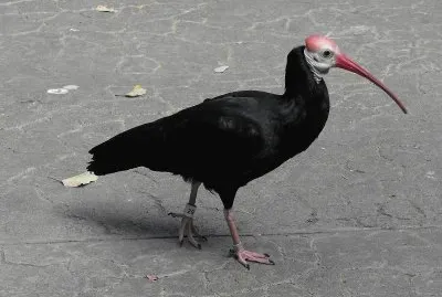 Ibis calvo
