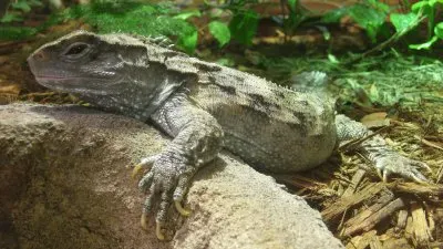 Tuatara