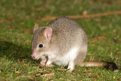 Bettongia