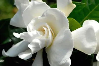 Le gardÃ¨nia d 'ema