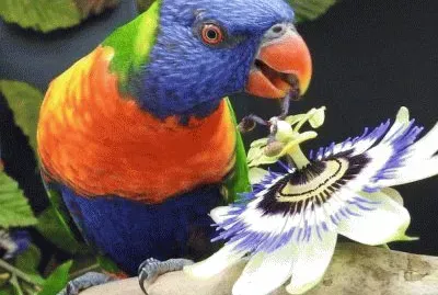 Peppino u Surdu jigsaw puzzle