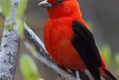 Il Cardinale Pompa jigsaw puzzle