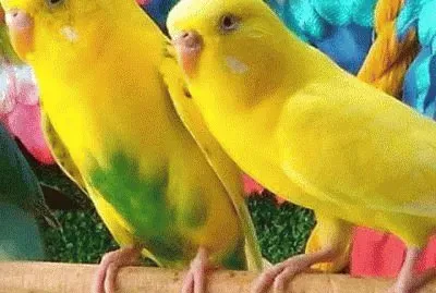 I Tropicana jigsaw puzzle