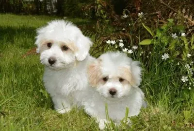 perritos blancos estilo maltes
