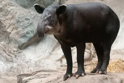 Tapiro di baird