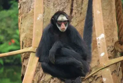 Atele dalle basettebianche