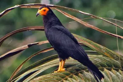 Caracara nero