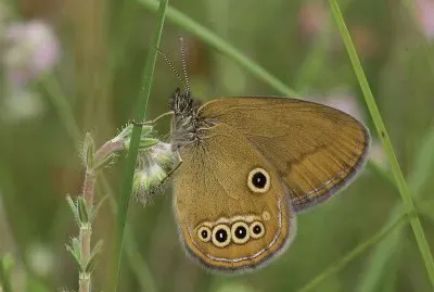 Coenonympha oedippus