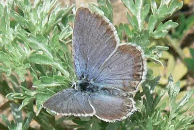 Plebejus trappi