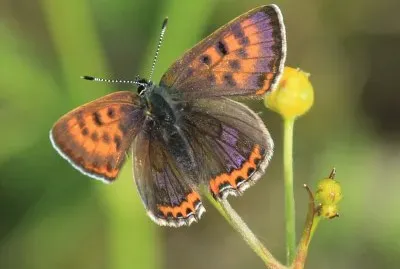 Lycaena helle