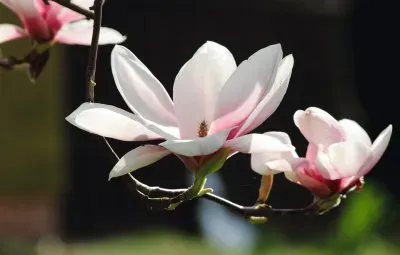 פאזל של Magnolia