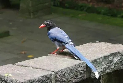 Gazza blu