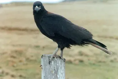 Caracara striato