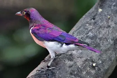 Ghiandaia dorsoviola