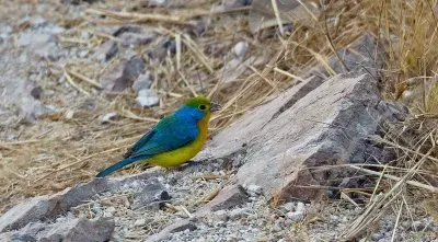 Zigolo pettoarancio