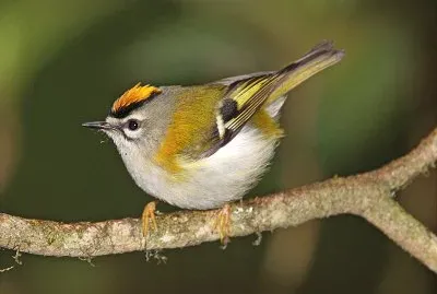 Fiorrancino di madera