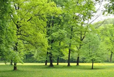 Nature