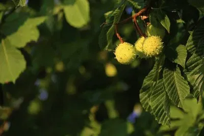Nature jigsaw puzzle