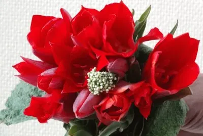 Flores