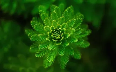 Nature