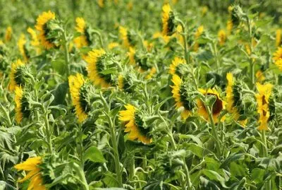 Nature jigsaw puzzle