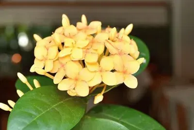 flores