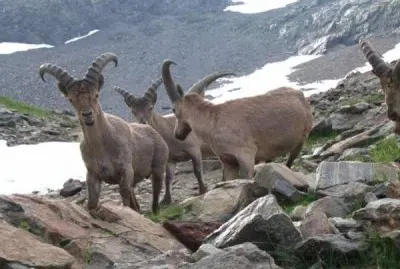 Stambecco del caucaso