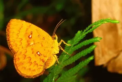 Callidula jigsaw puzzle