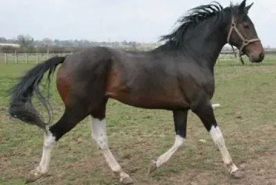 Wielkopolski jigsaw puzzle