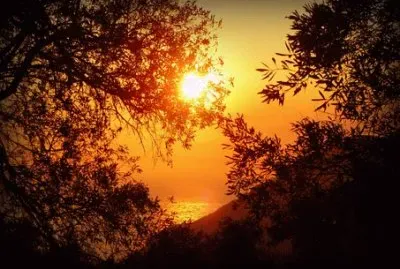 פאזל של Nature