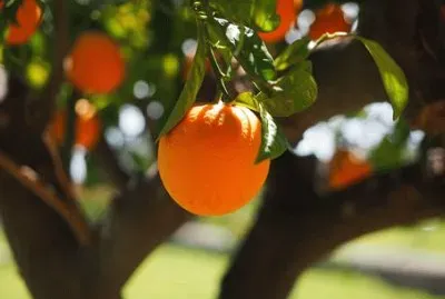 פאזל של Nature