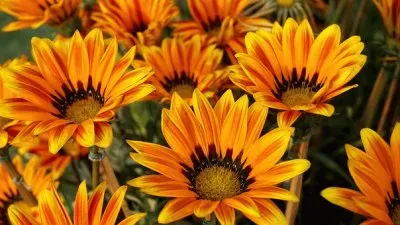 Nature jigsaw puzzle