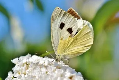 Nature jigsaw puzzle