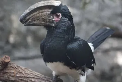 Bucero trombettiere jigsaw puzzle