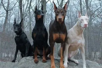 natural jigsaw puzzle