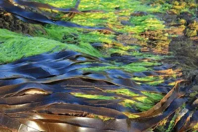 פאזל של Nature