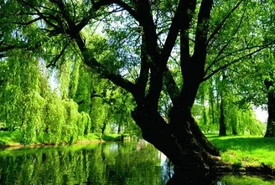 Nature