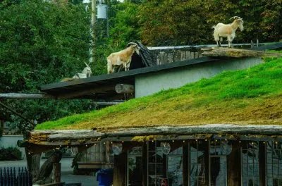 New Alp Canada jigsaw puzzle