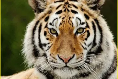 פאזל של tigre