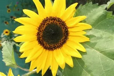tournesol jigsaw puzzle