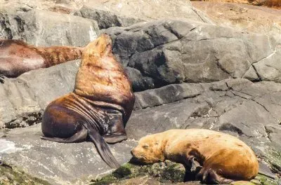 Robben jigsaw puzzle