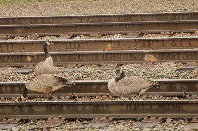 Jasper Canada jigsaw puzzle