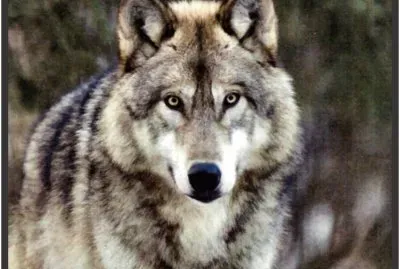 פאזל של LOBO