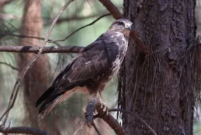 Poiana delle foreste jigsaw puzzle