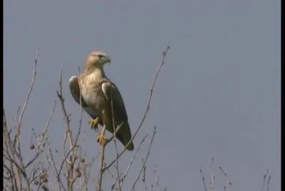 Poiana coda bianca jigsaw puzzle