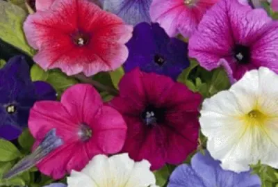 petunia jigsaw puzzle