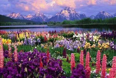 Flores lindas